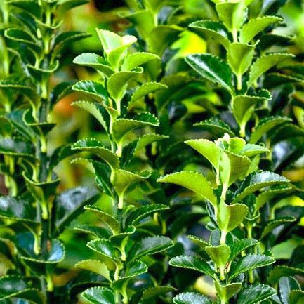 Alternatives To Box Hedging How To Avoid Box Blight Hedging Plants