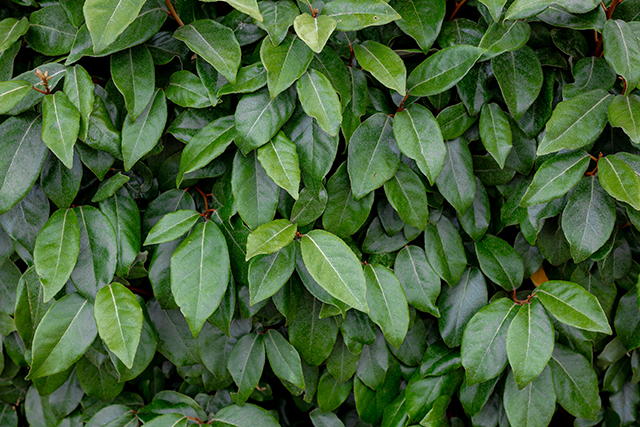 Oleaster hedge plants