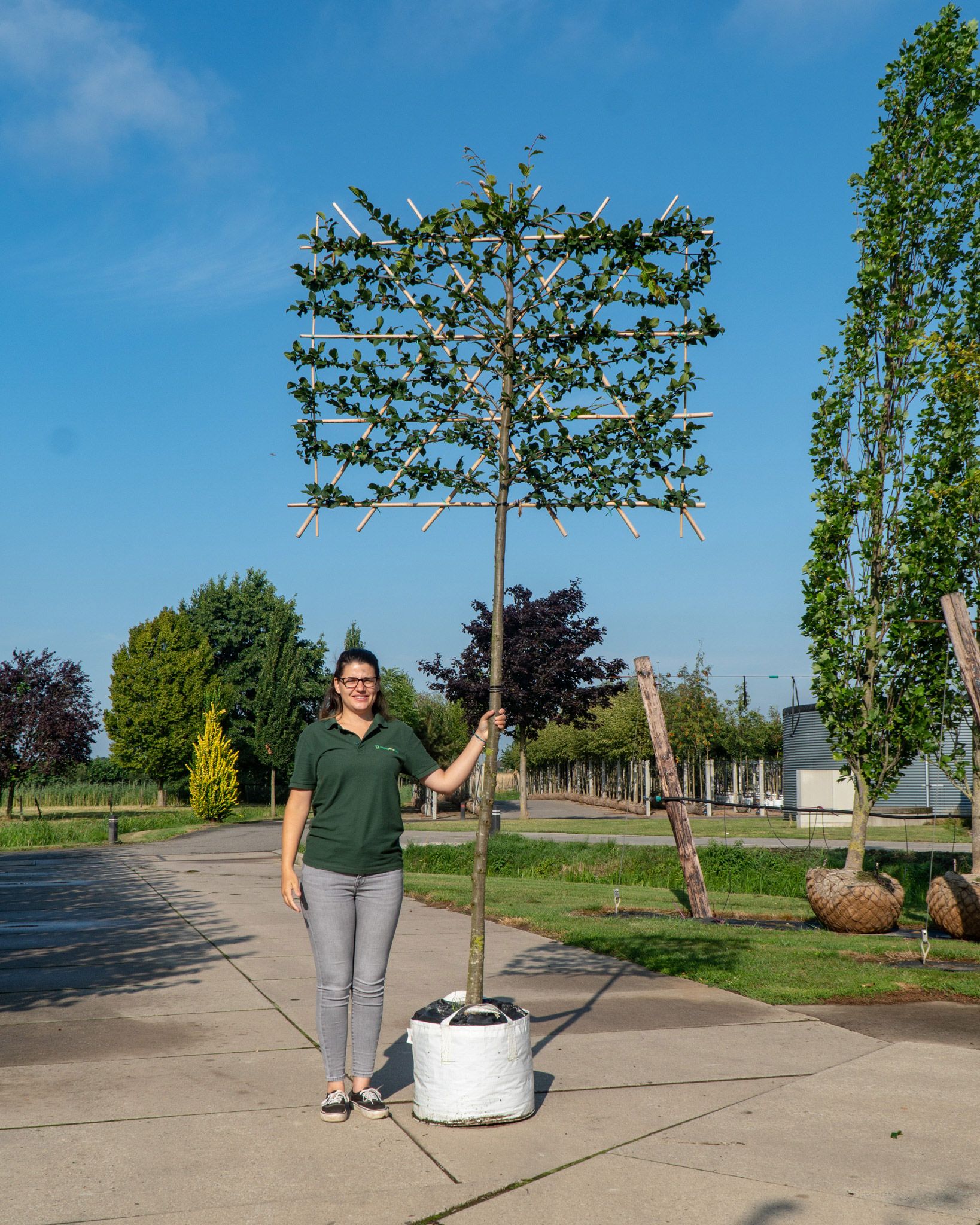 How to use Pleached Trees in the Garden | Hedging Plants Direct