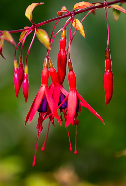 Buy Fuchsia magellanica Gracilis | Hedging Plants Direct