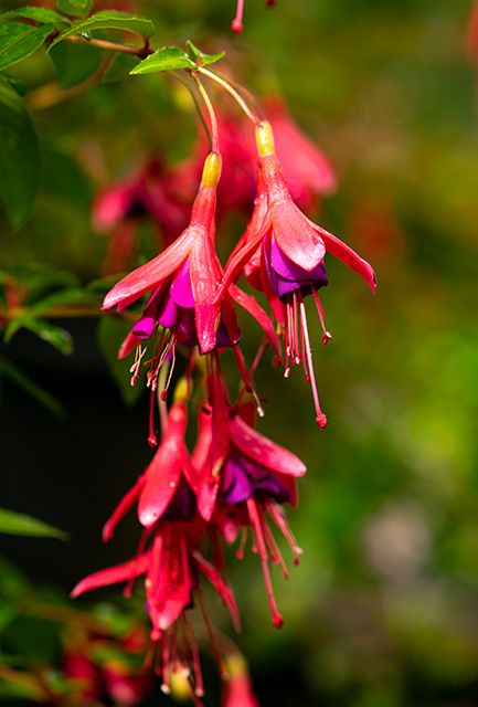 Buy Fuchsia Tom Thumb Pot Grown 5lt | Hedging Plants Direct