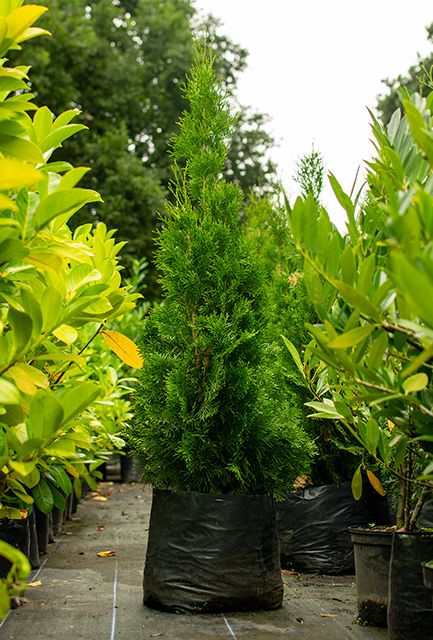 White Cedar Hedge