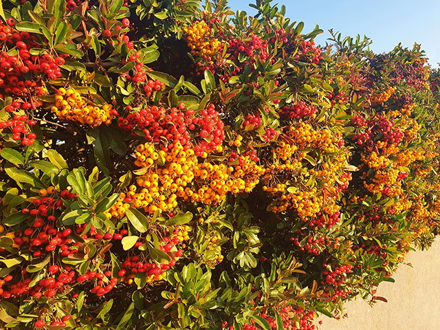 Pyracantha Hedging with Berries